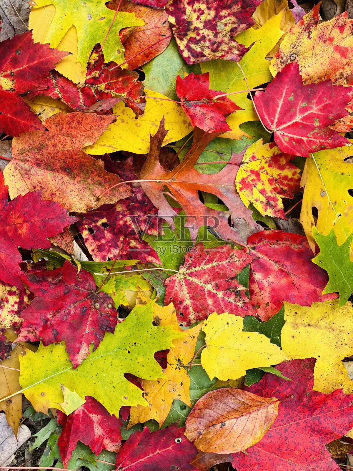 落叶，MA，美国照片摄影图片