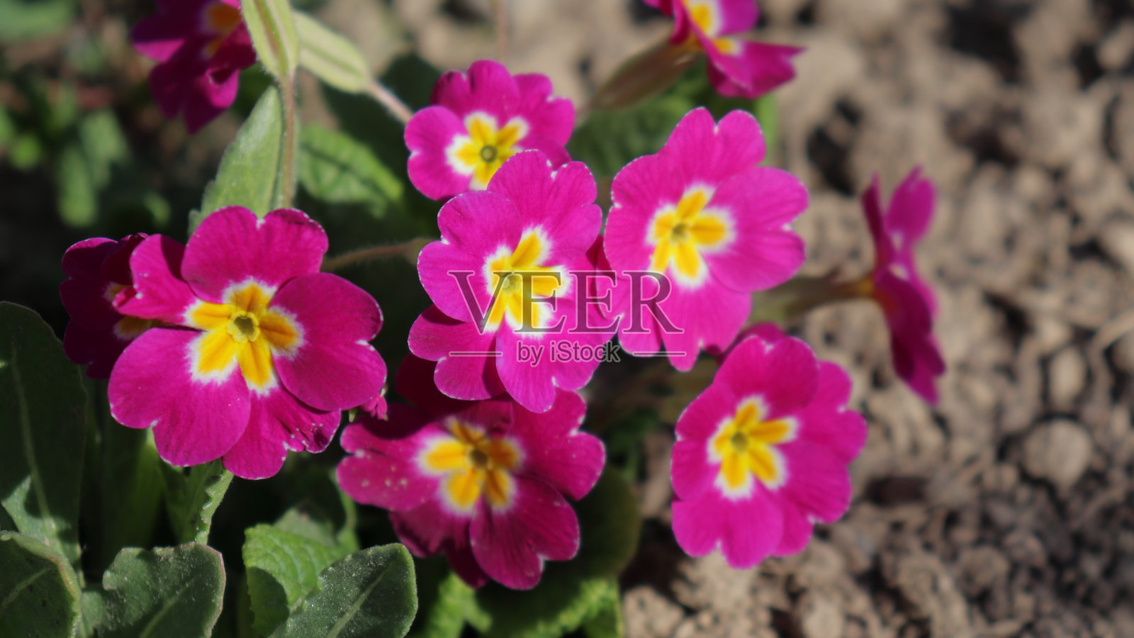 粉红色的报春花盛开特写照片摄影图片