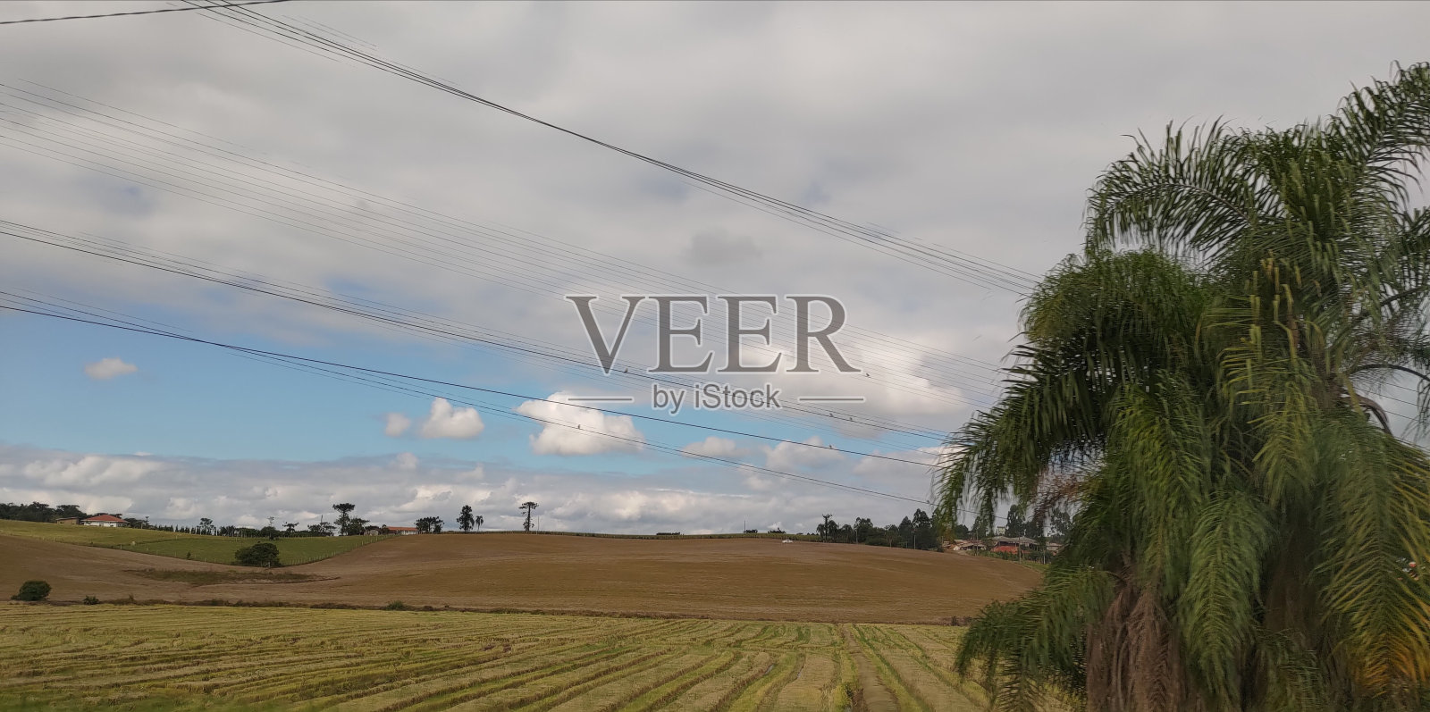 稻田照片摄影图片