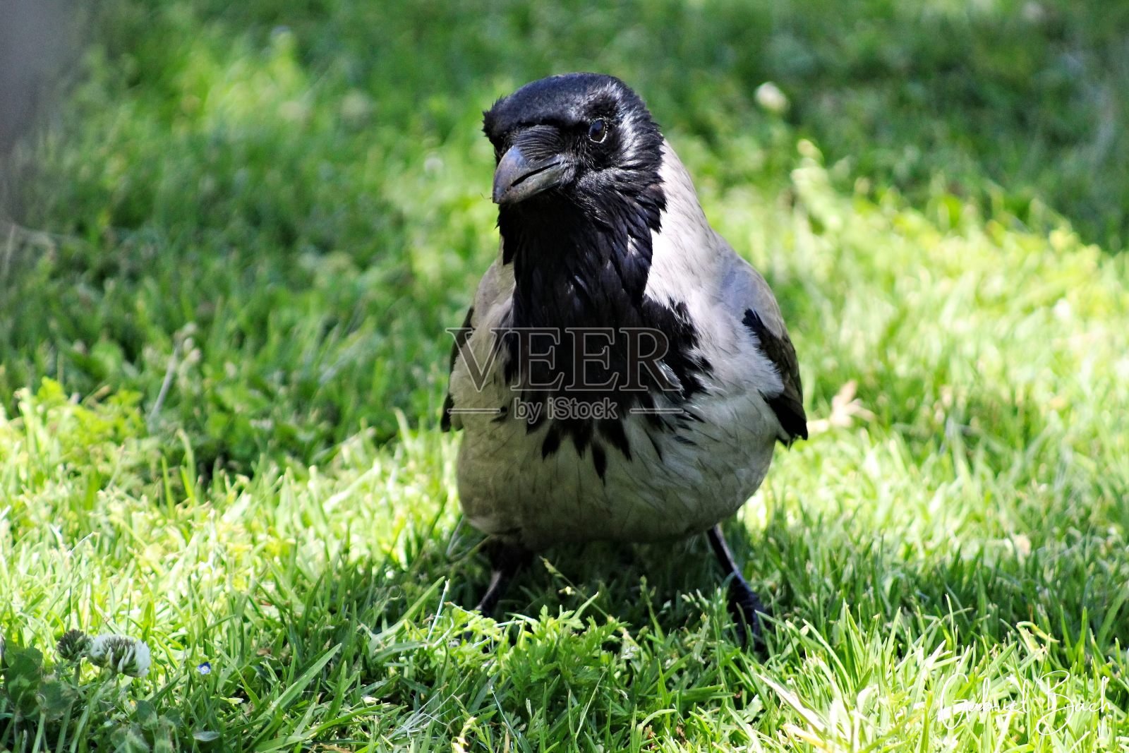 作为摄影模特的乌鸦照片摄影图片