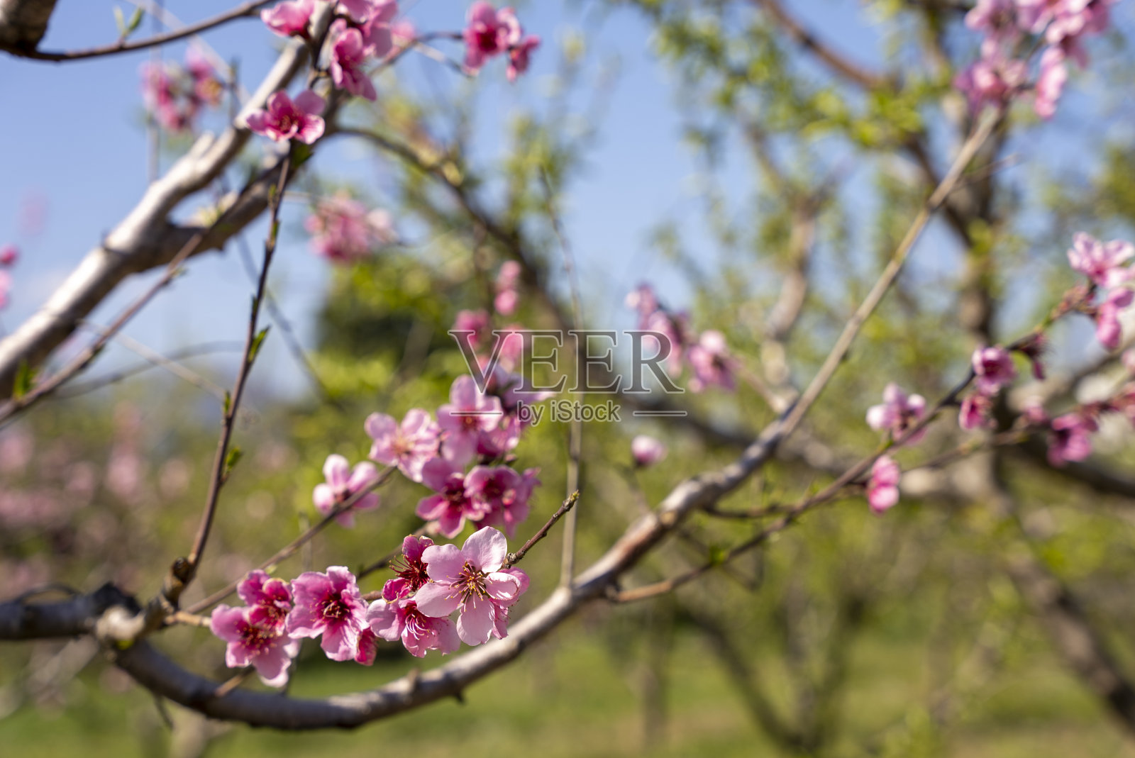 春天的第一次开放，令人惊叹的杏仁花在充分的荣耀照片摄影图片