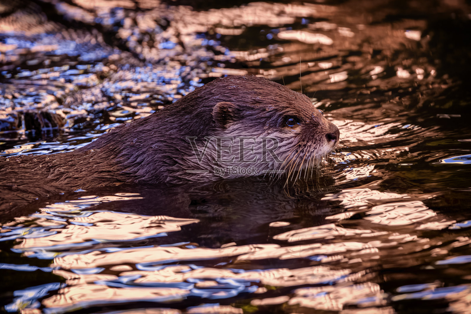 顽皮的水獭在河里游泳照片摄影图片