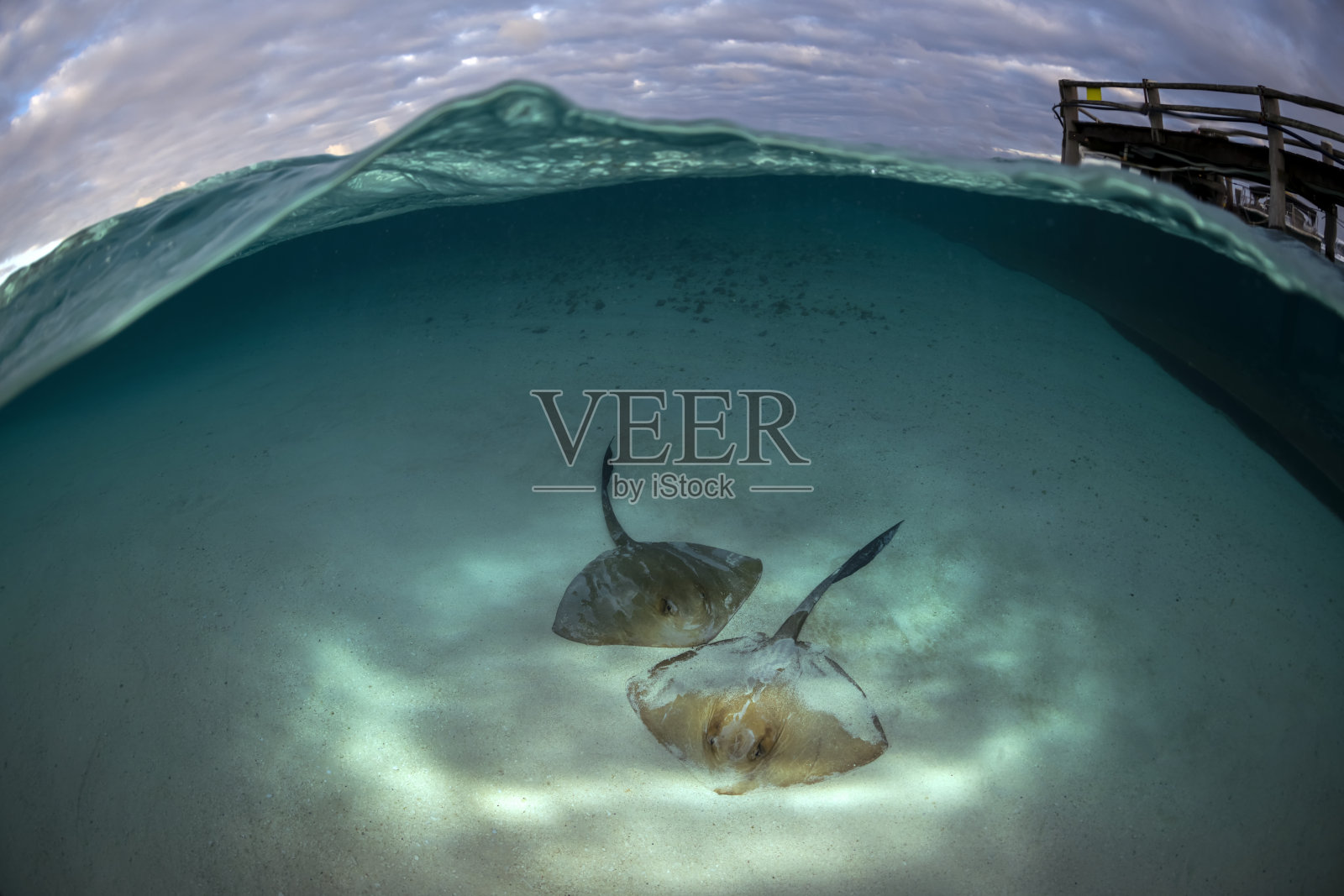 黄貂鱼照片摄影图片