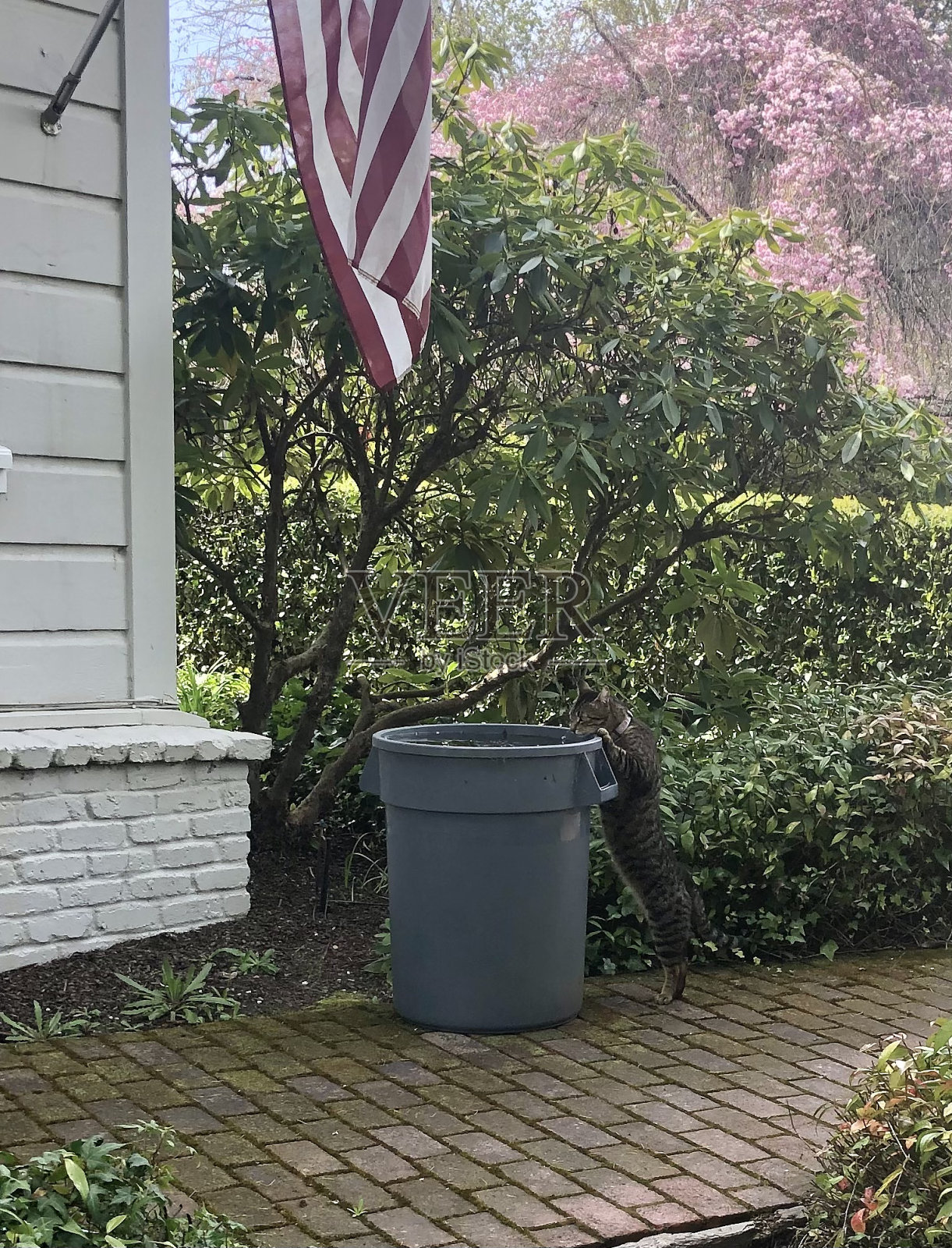 猫从垃圾桶里喝水照片摄影图片