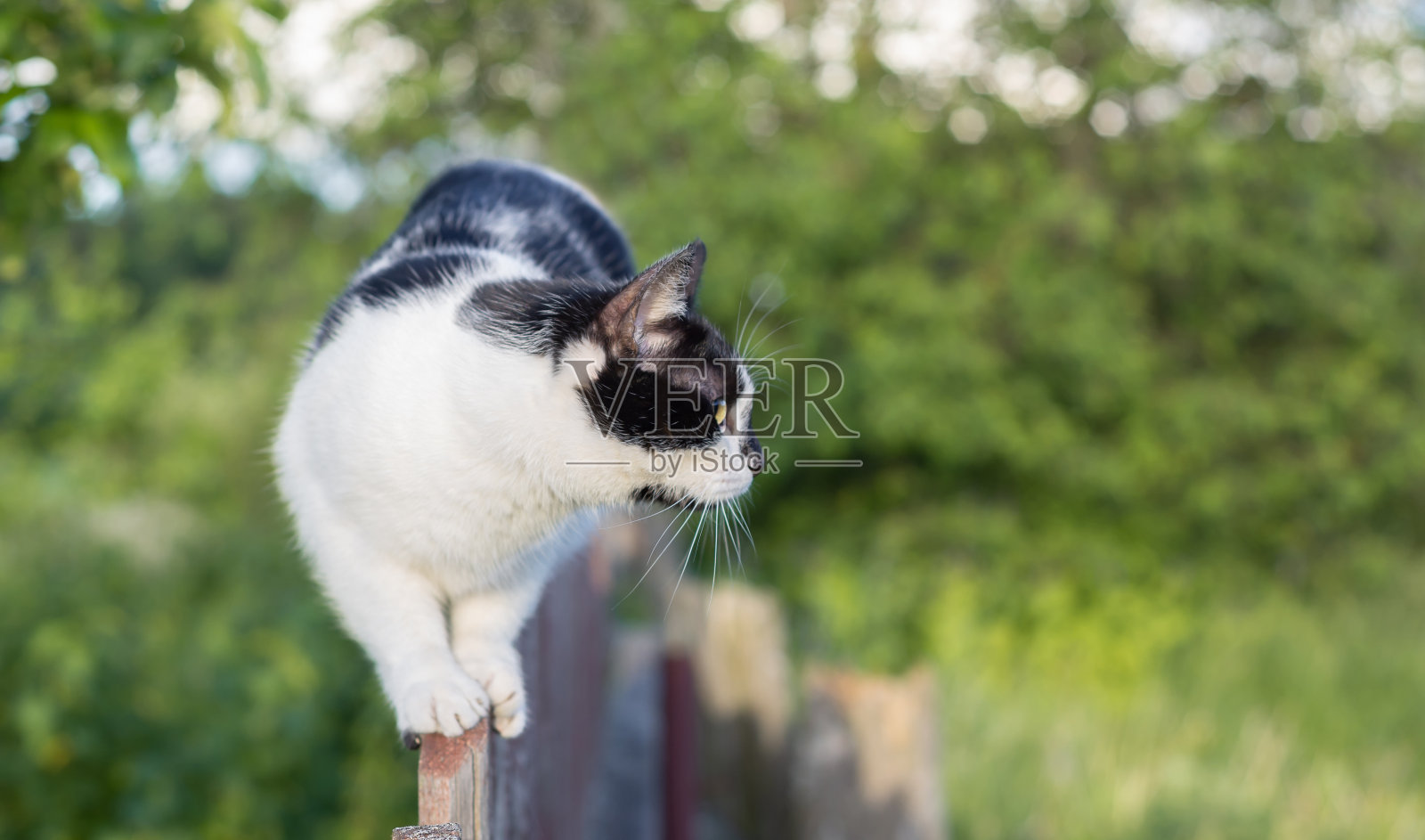 一只黑白相间的斑点猫沿着花园的木栅栏走着，看着一边。照片摄影图片