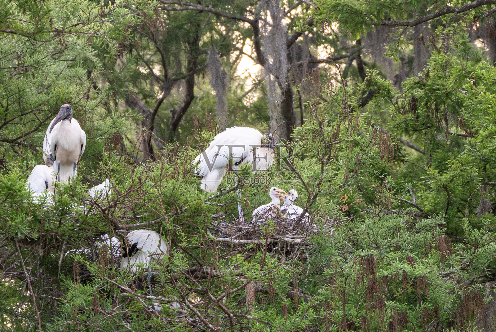 佛罗里达中部奥兰多湿地公园里的野生木鹳和鸟巢里的雏鸟照片摄影图片