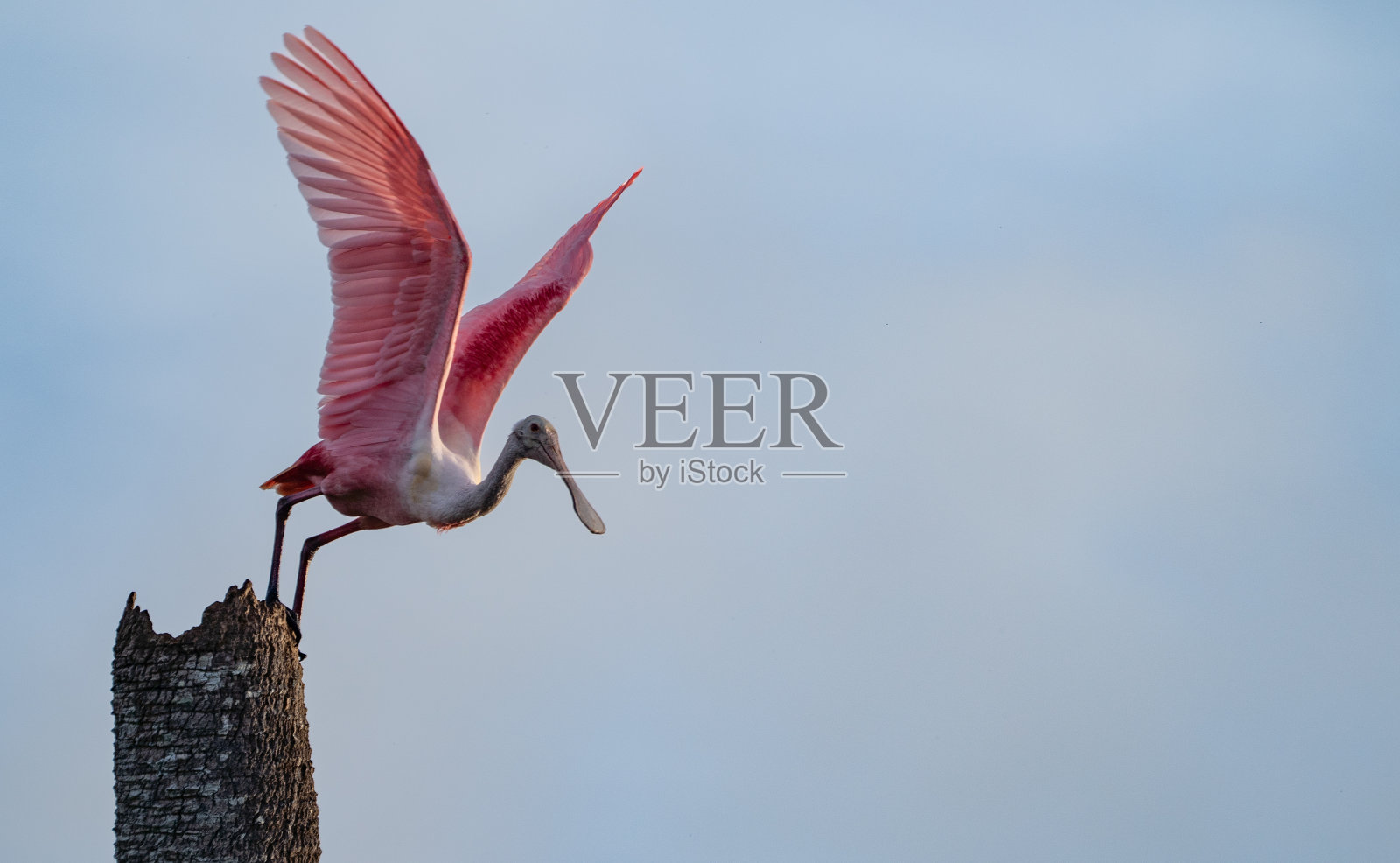 美国佛罗里达州中部奥兰多湿地公园里的粉红色玫瑰琵鹭照片摄影图片