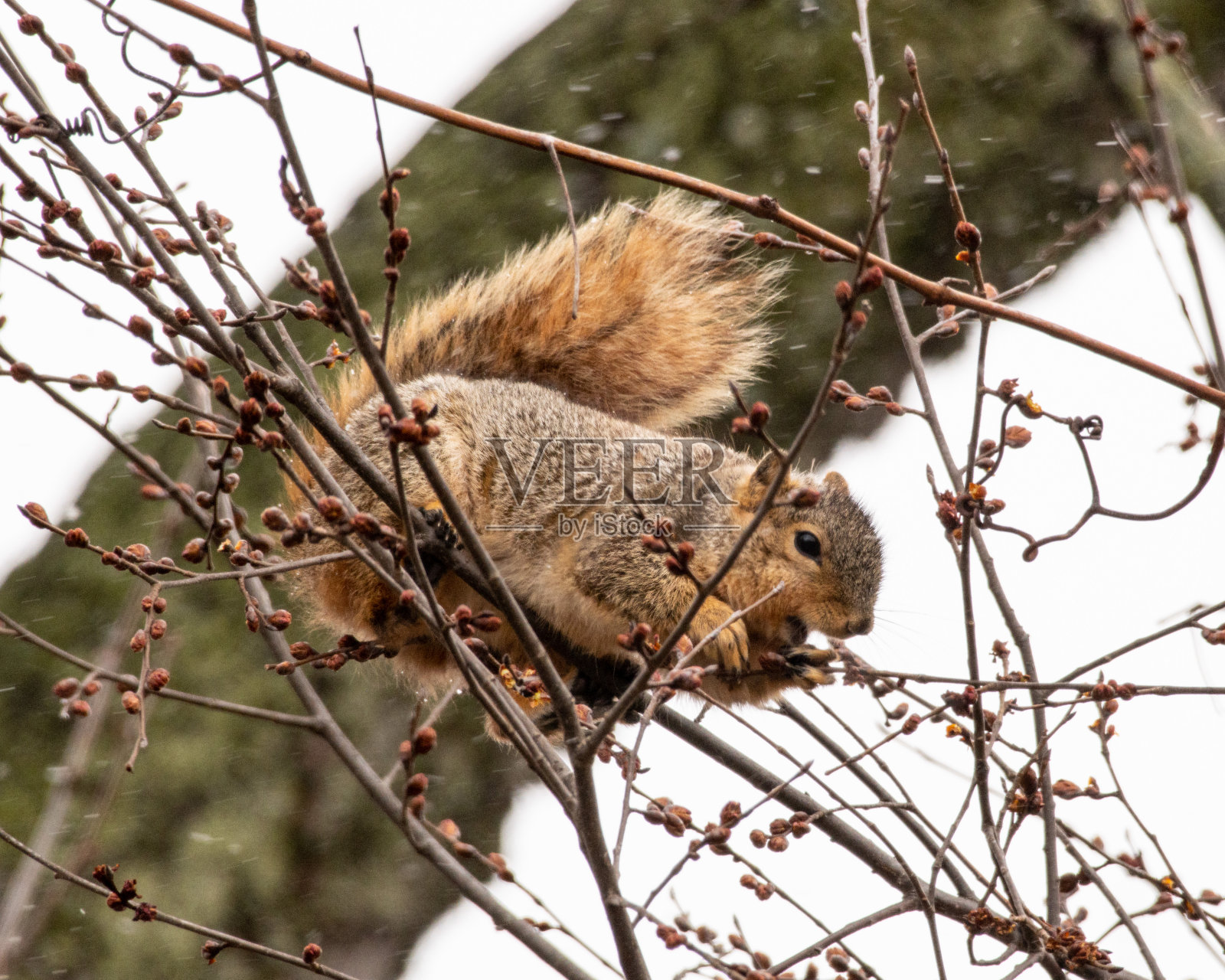 松鼠在树上吃早春的嫩芽照片摄影图片