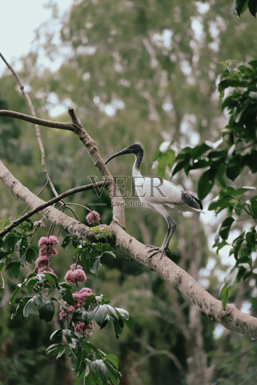 神圣的朱鹭在树上照片摄影图片