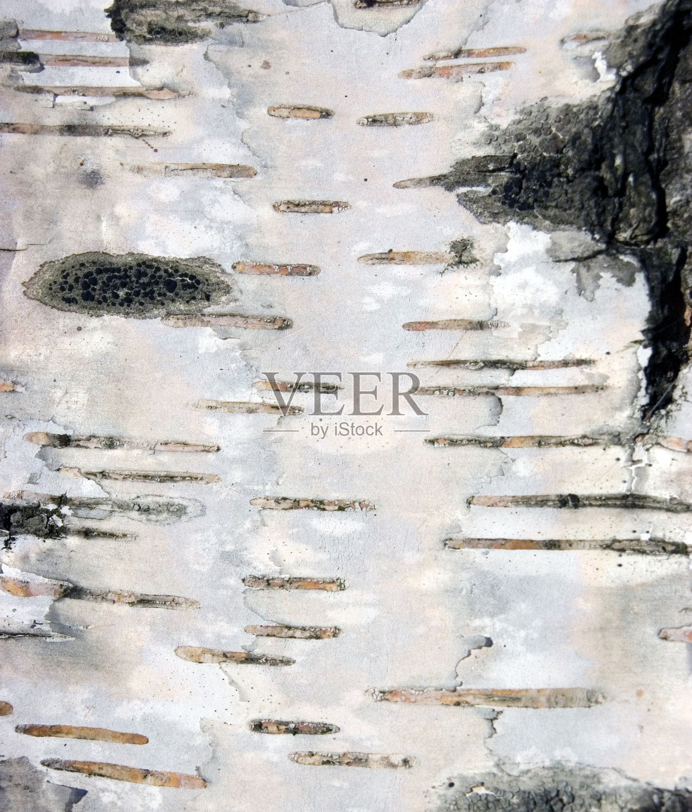 桦树树皮背景纹理图案，乡村纹理大细节垂直宏观特写，黑色，白色桦树p.钟摆树干细节照片摄影图片