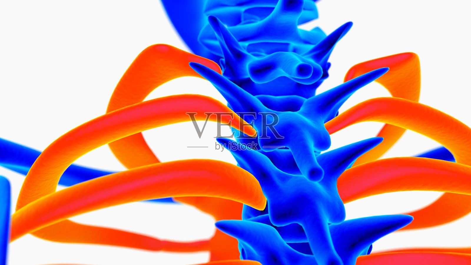 人体骨骼解剖的医学概念三维插图与蓝色和橙色的颜色组合照片摄影图片