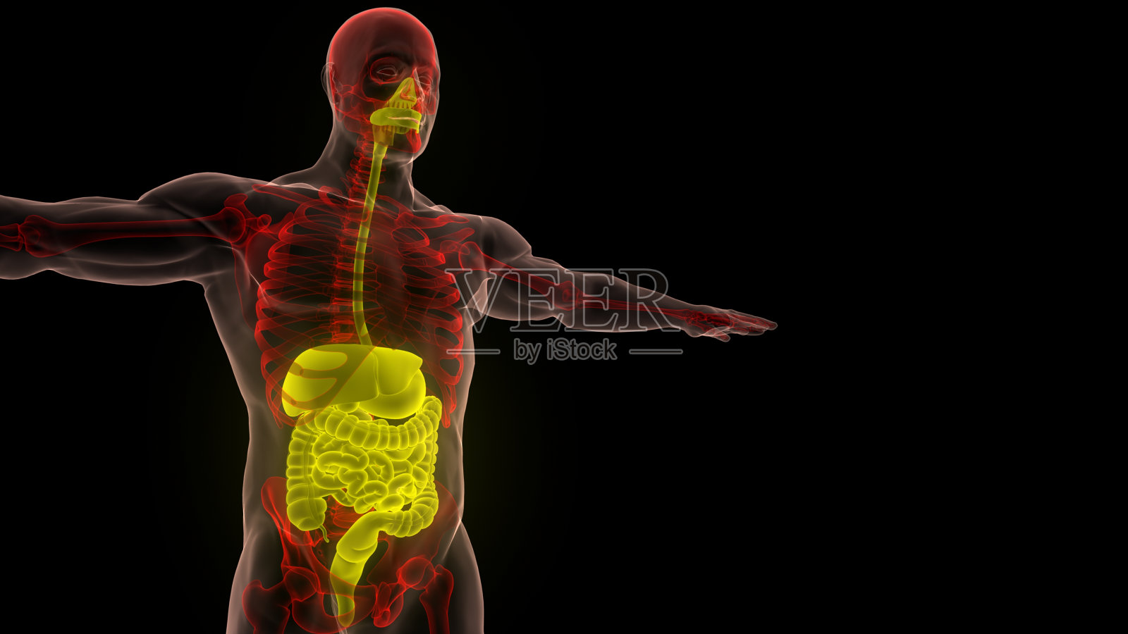 人体消化系统解剖照片摄影图片