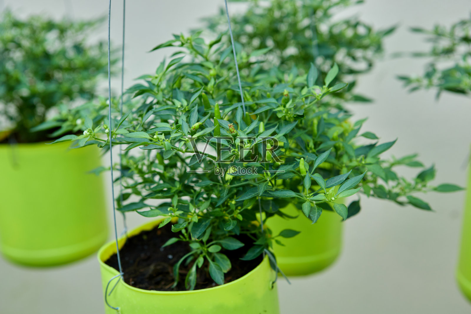 辣椒树在盆栽中生长照片摄影图片