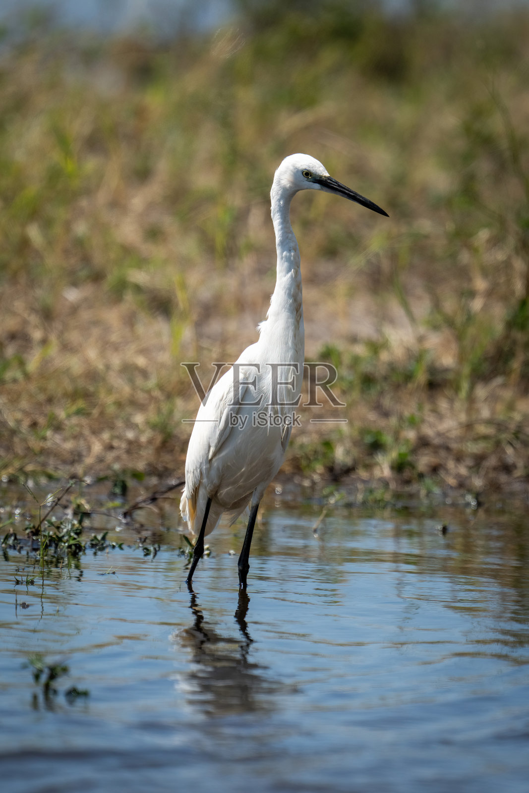 小白鹭站在浅滩上伸伸脖子照片摄影图片