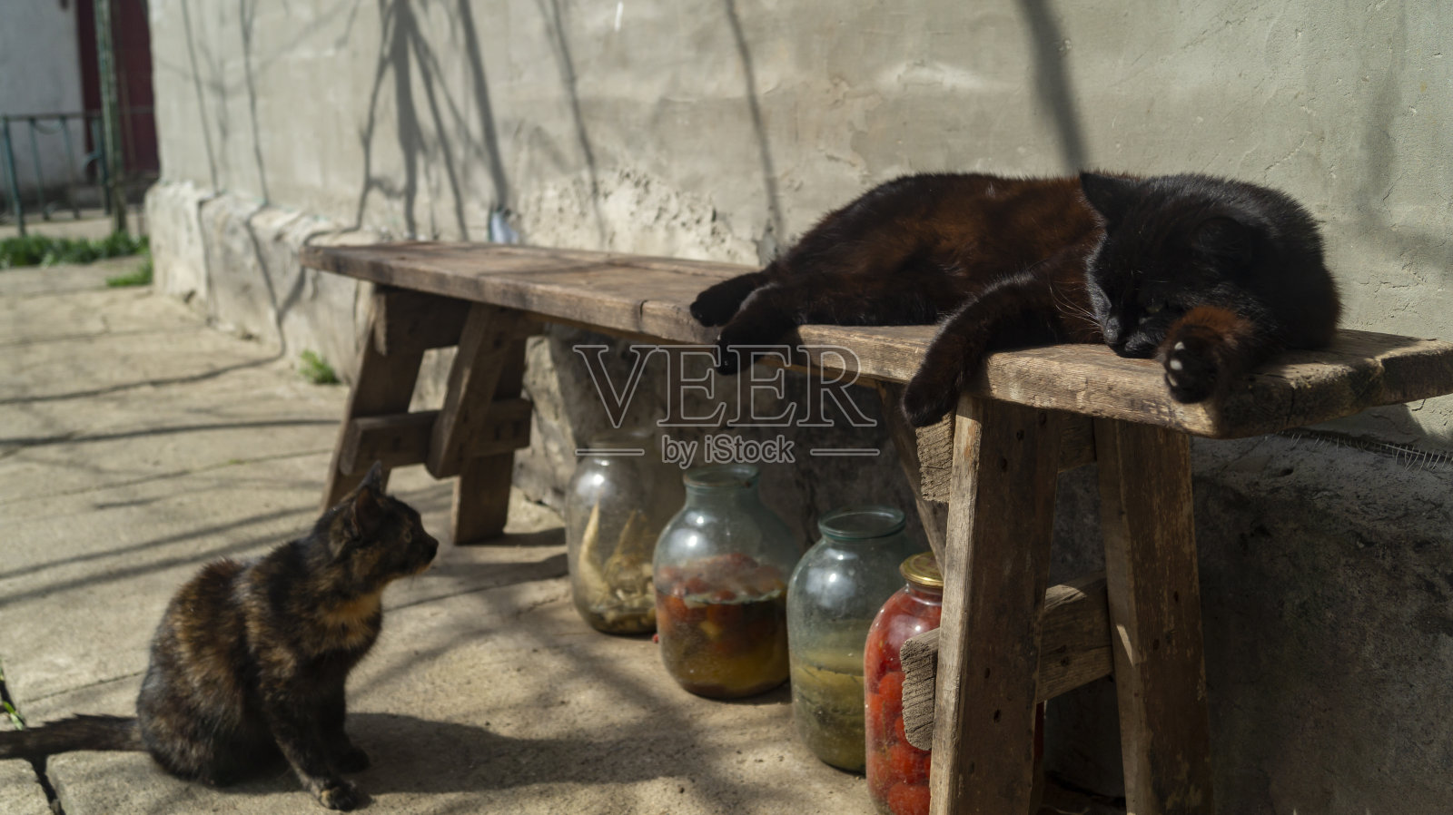 外面的乡村猫照片摄影图片