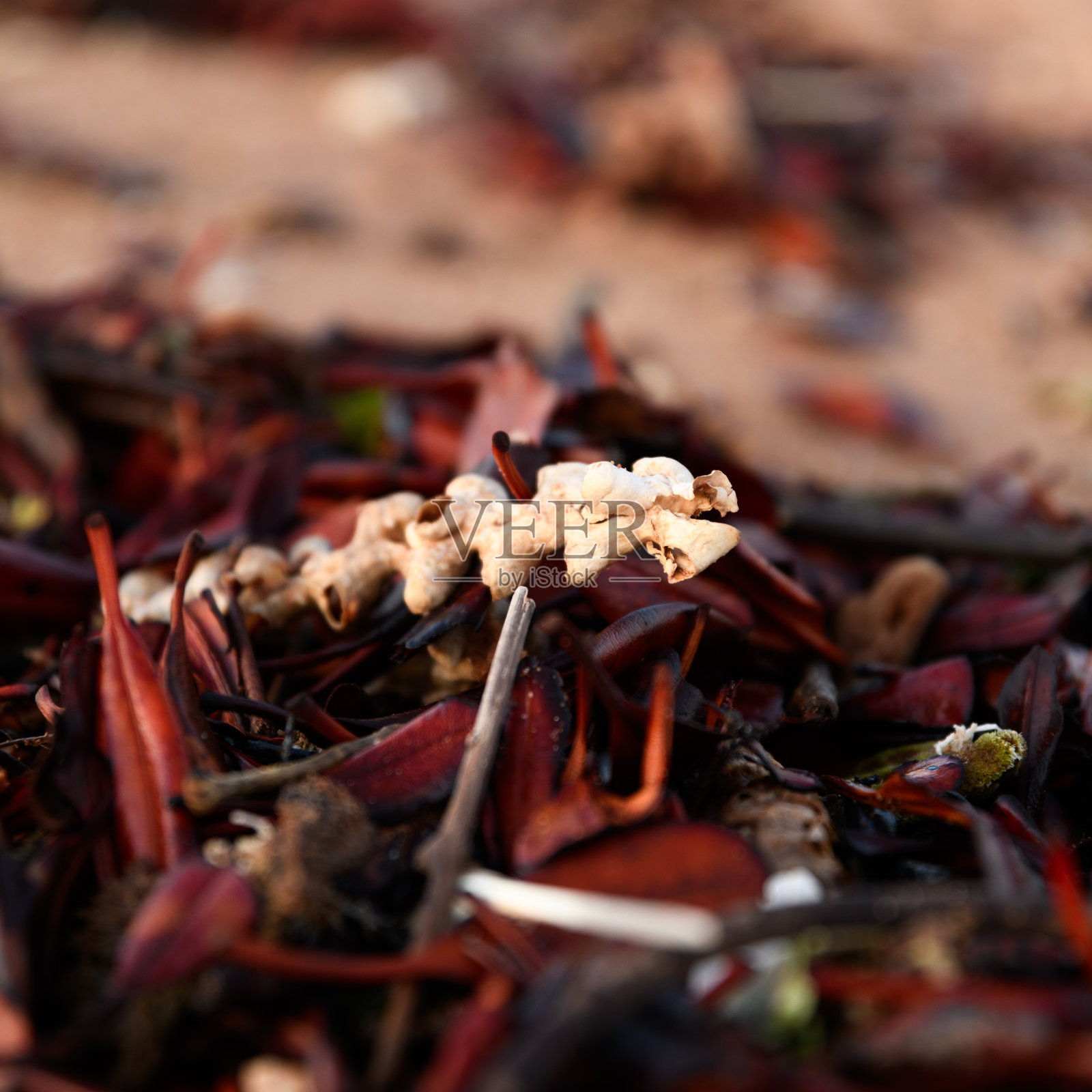 洗净的照片摄影图片
