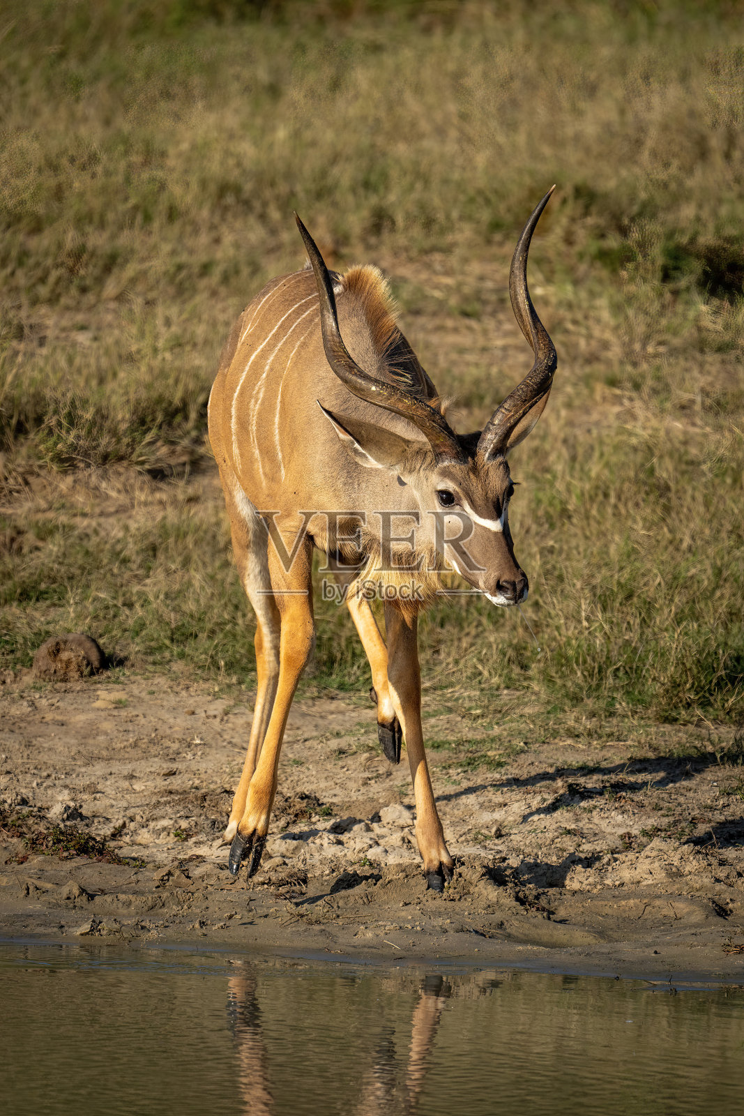 雄大羚羊由水坑抬腿照片摄影图片