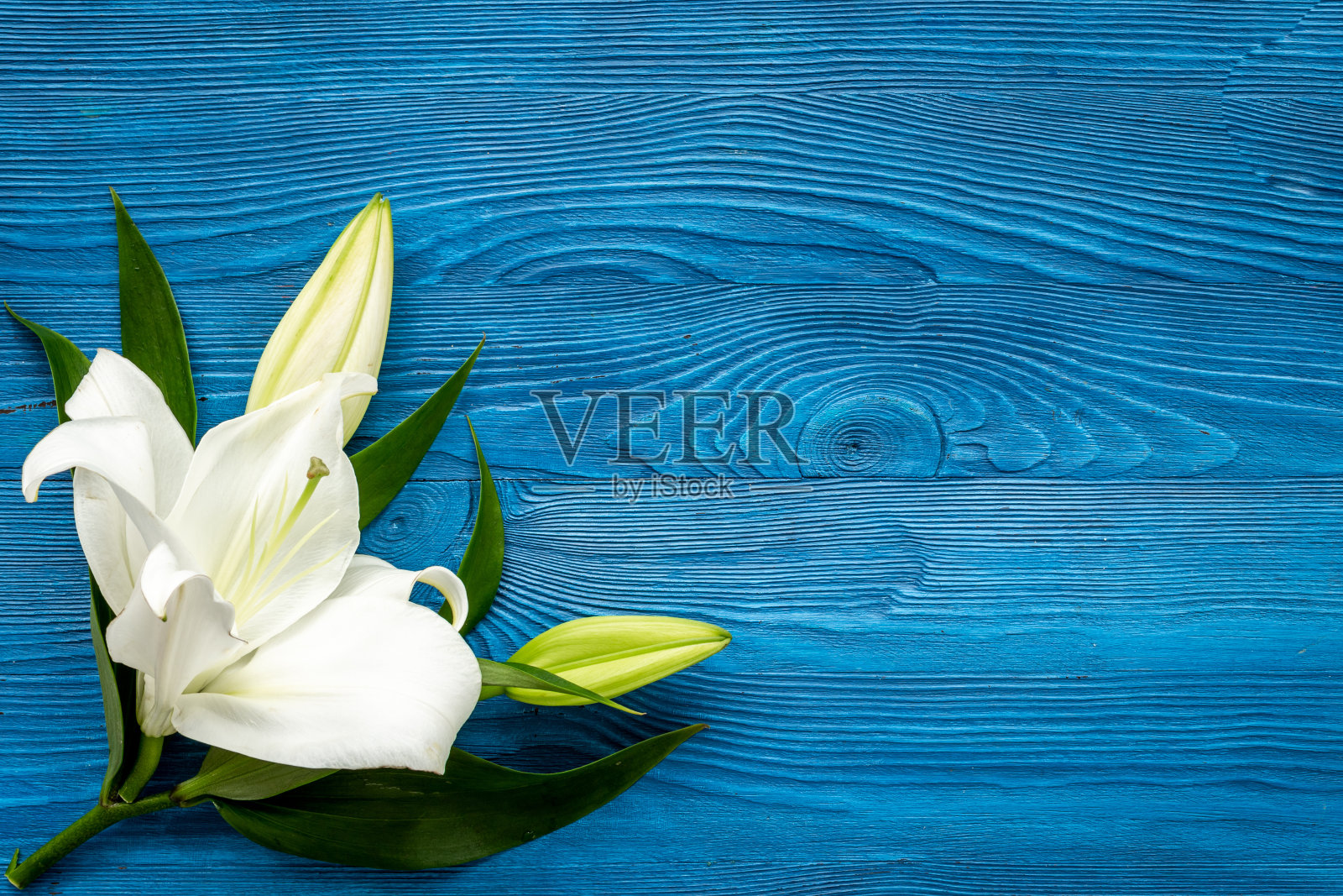 白色百合花。哀悼或葬礼背景。花卉模拟照片摄影图片