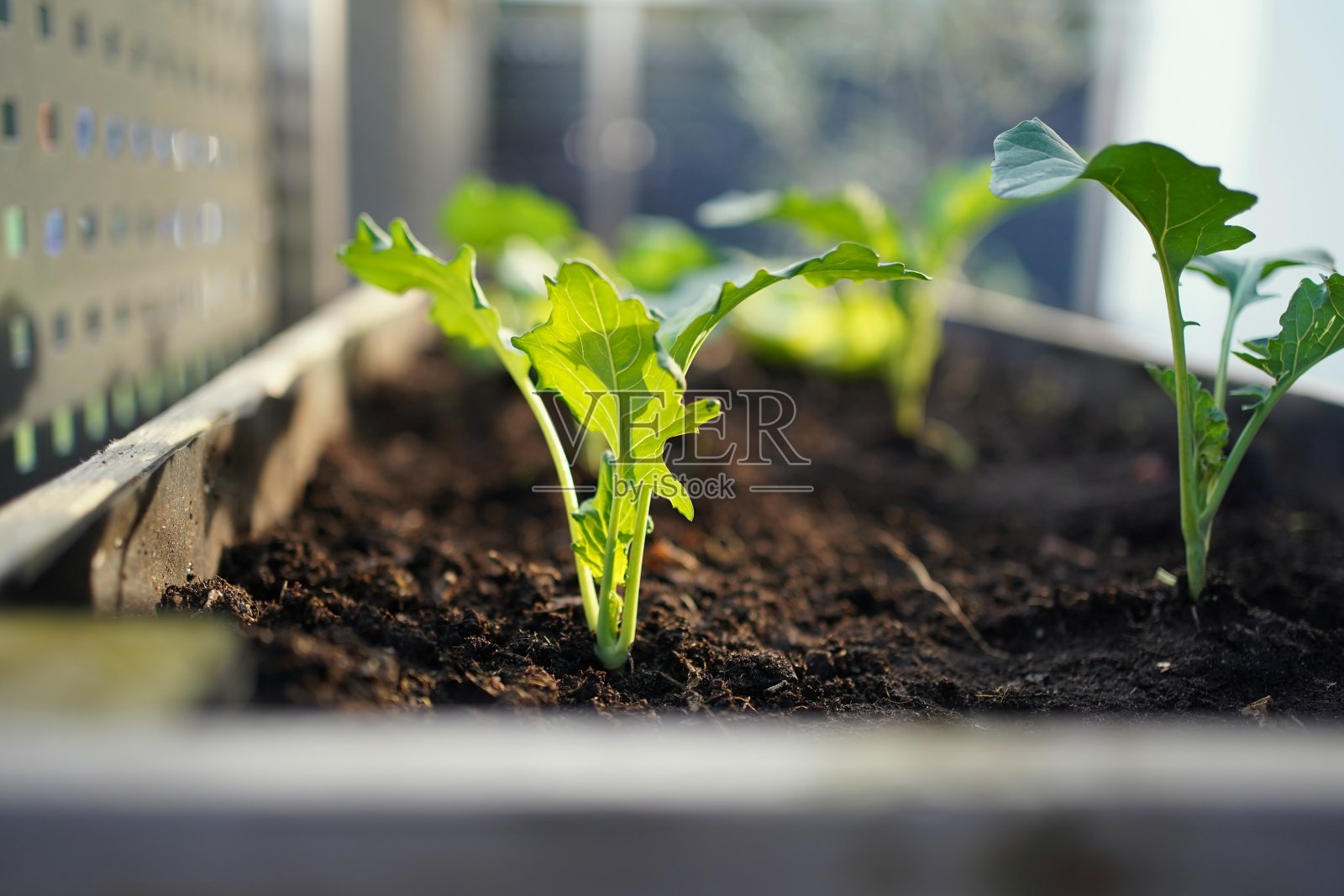 在阳台花园的菜床上，傍晚光线下的蔬菜幼苗(苤蓝菜，花椰菜)。照片摄影图片