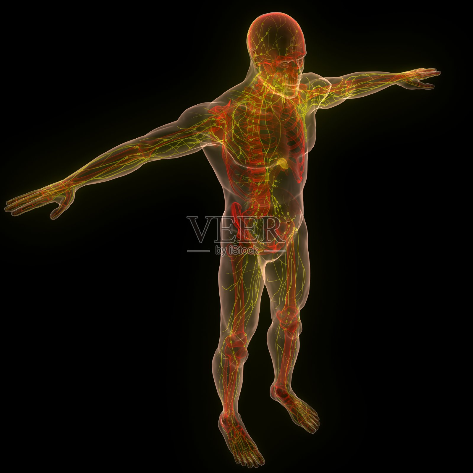 人体内部系统淋巴结解剖照片摄影图片