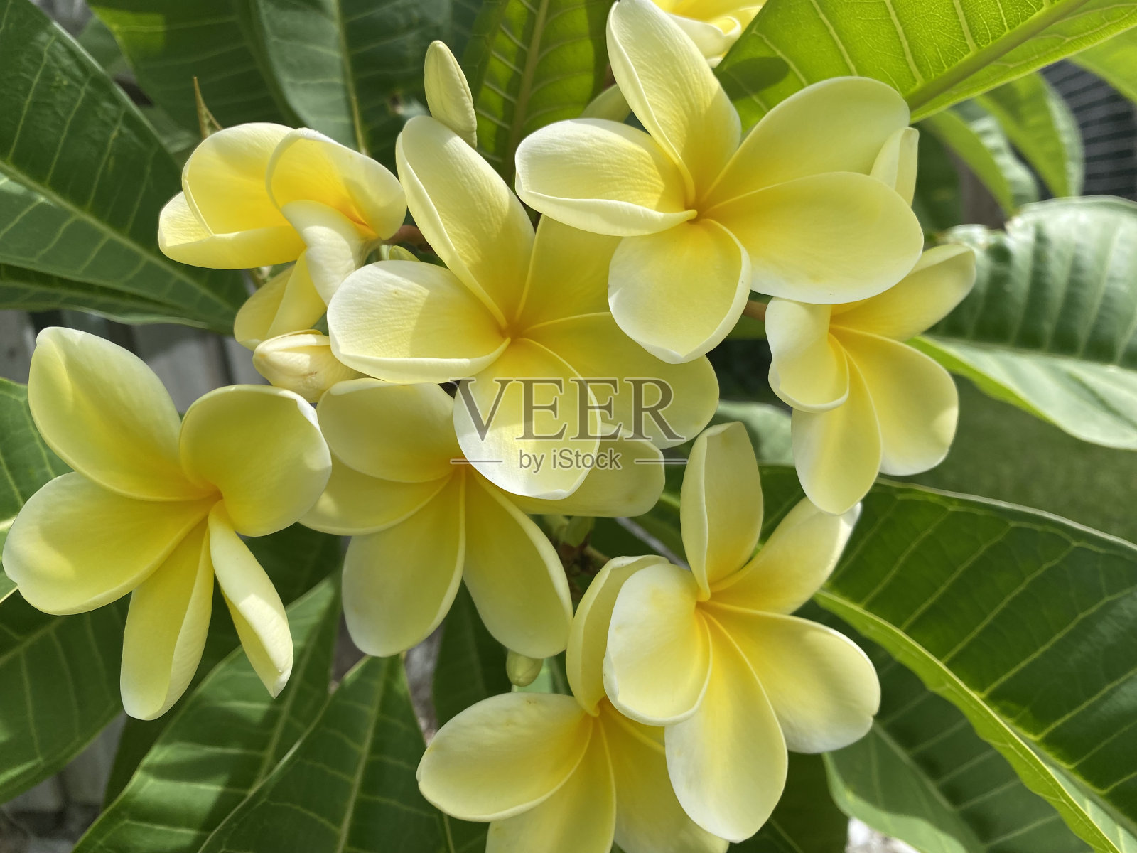 Yell-Ow ! !照片摄影图片