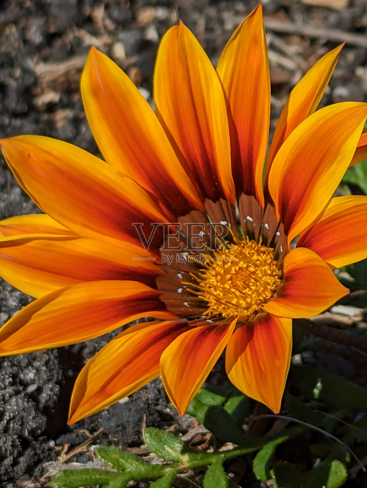 非洲雏菊(Gazania)照片摄影图片