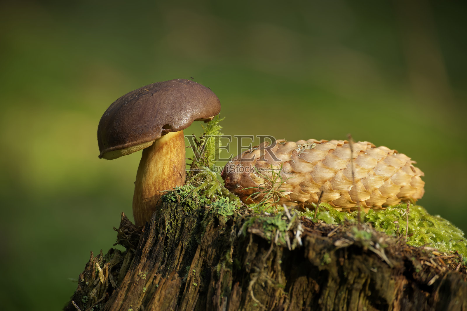 生长在苔藓覆盖的树桩上的野生牛肝菌照片摄影图片