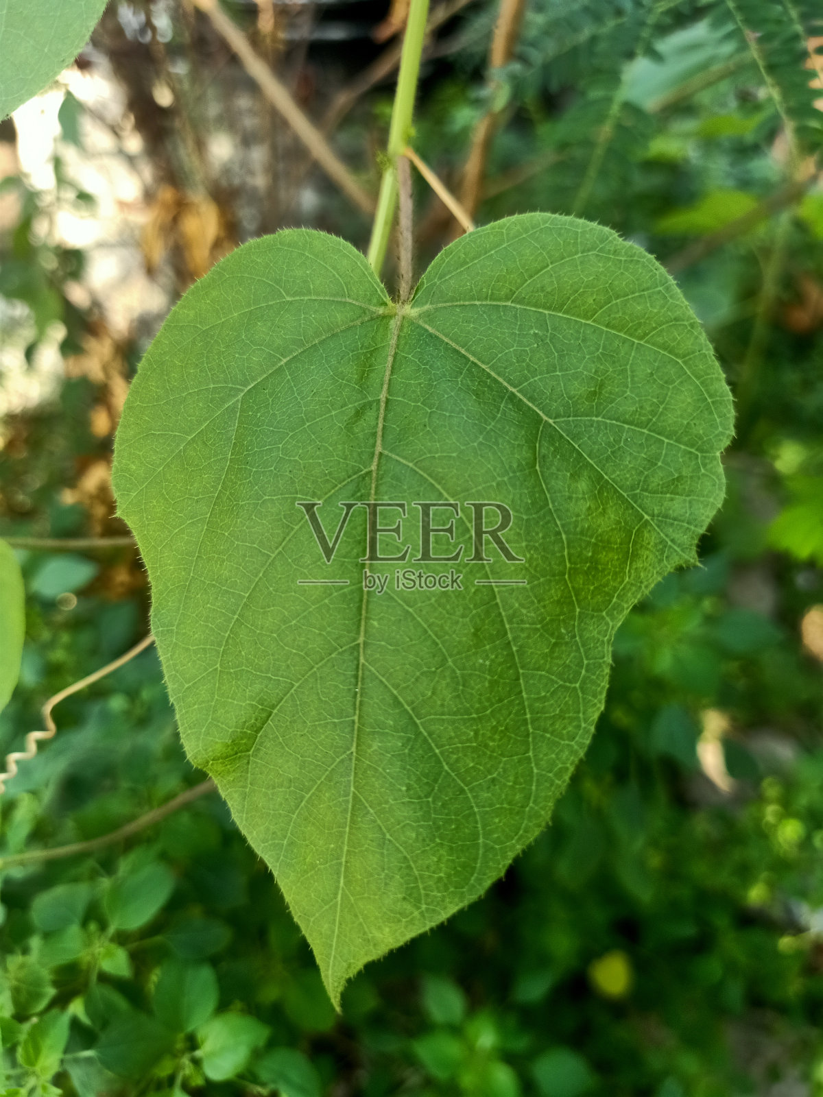 近距离观察散发恶臭的西番莲叶子照片摄影图片