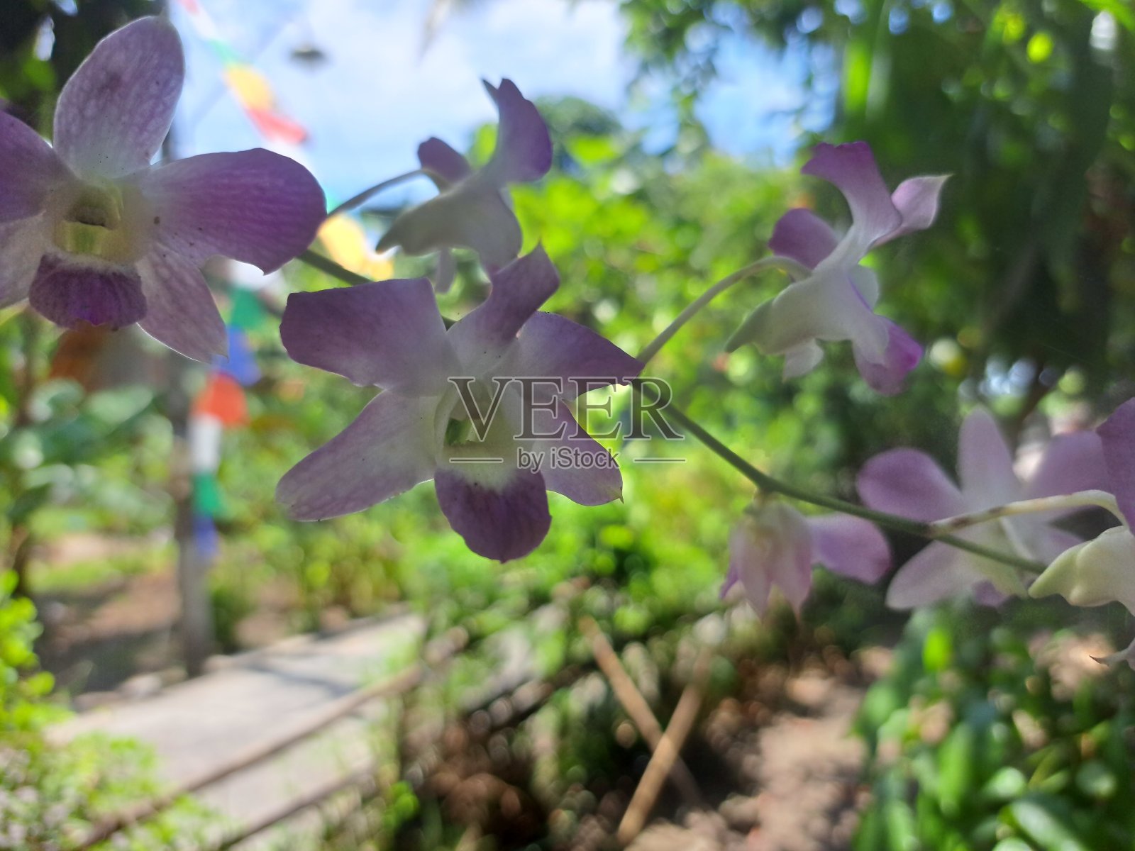 白粉兰花照片摄影图片