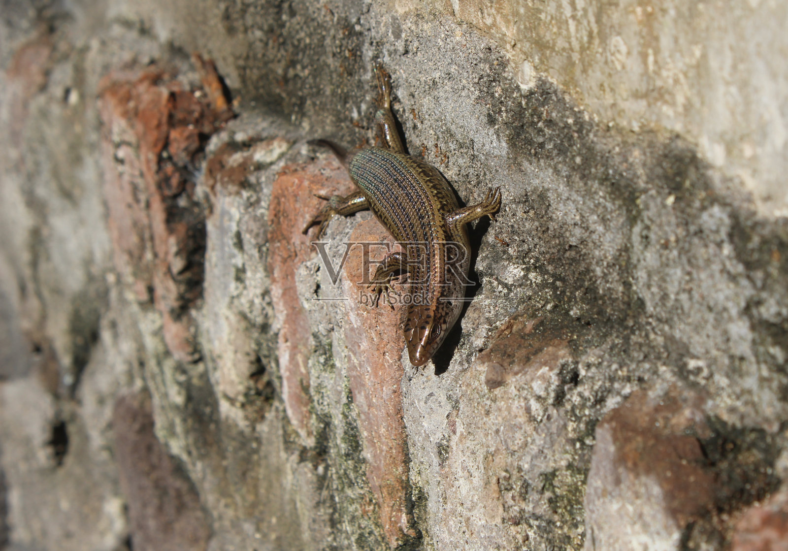 布朗的蜥蜴照片摄影图片