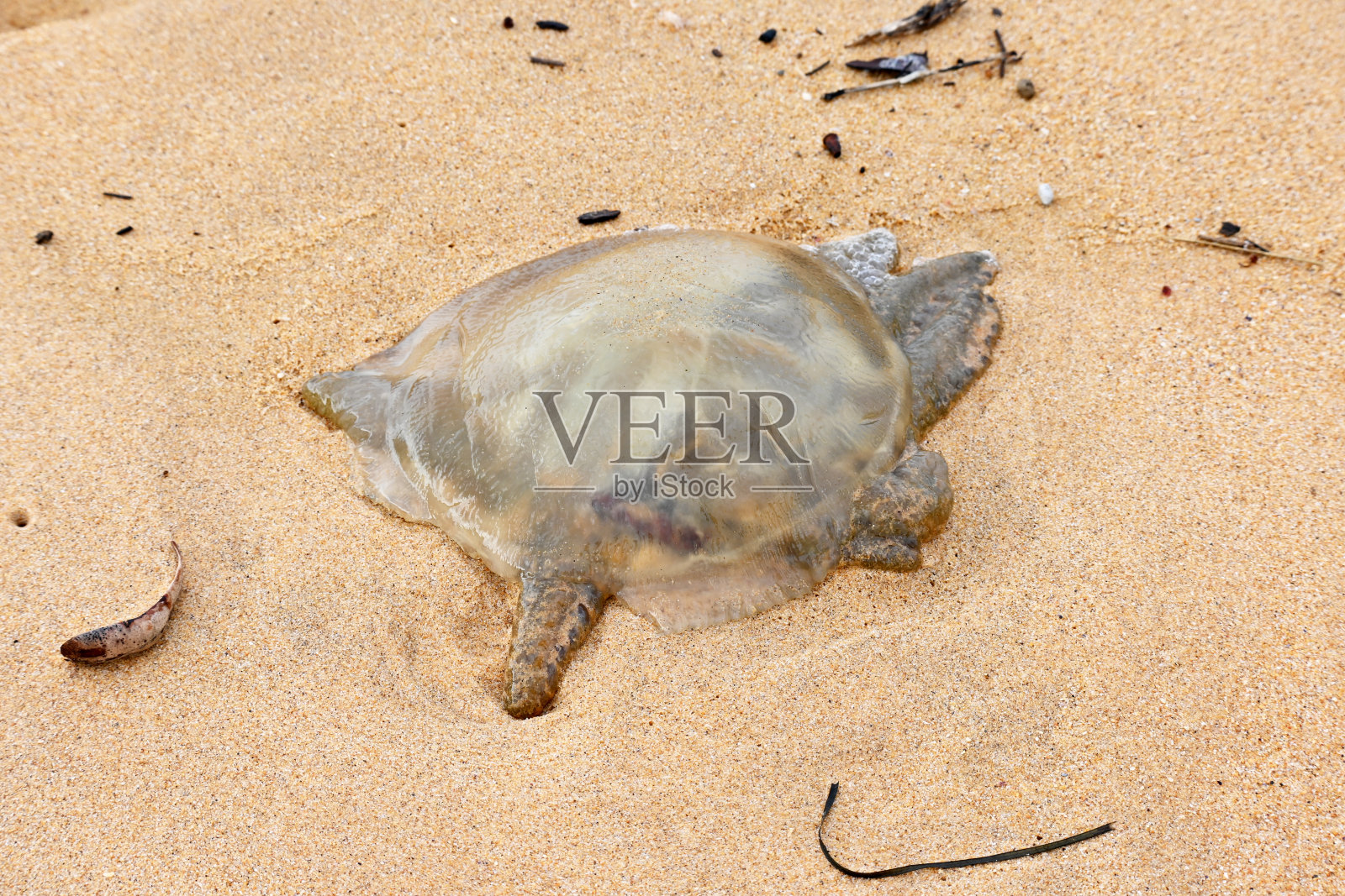 沙子里的水母照片摄影图片