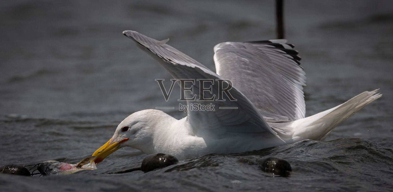 海鸥吃渔网上的鱼-多瑙河三角洲照片摄影图片