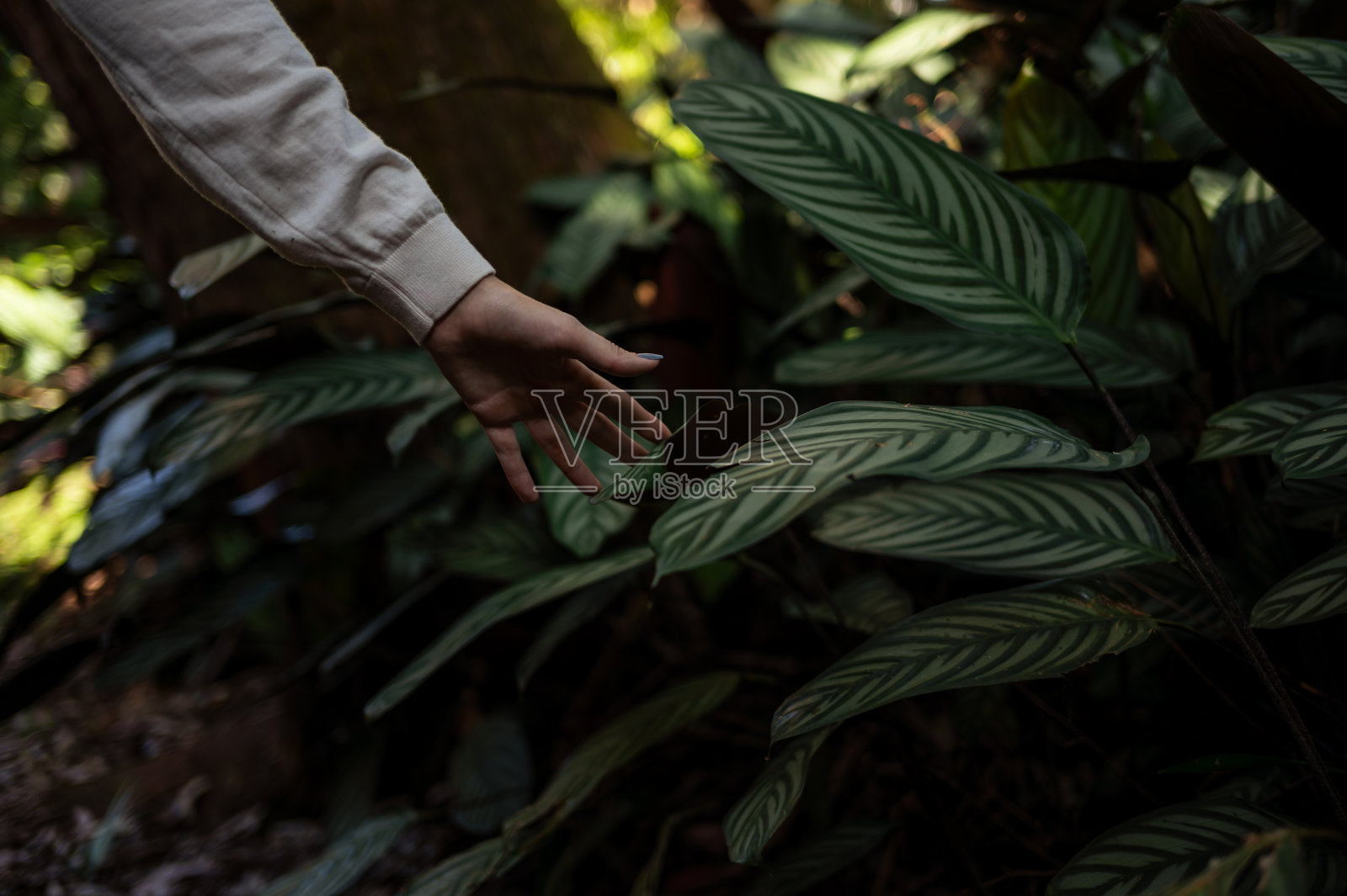 一个年轻女子在大自然中照片摄影图片