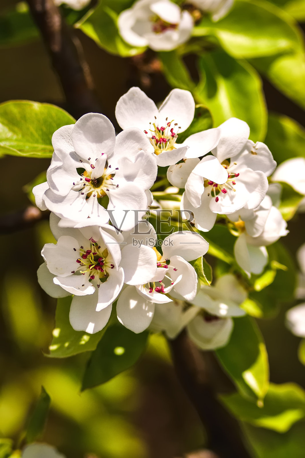 美丽的白色夏日花朵。照片摄影图片