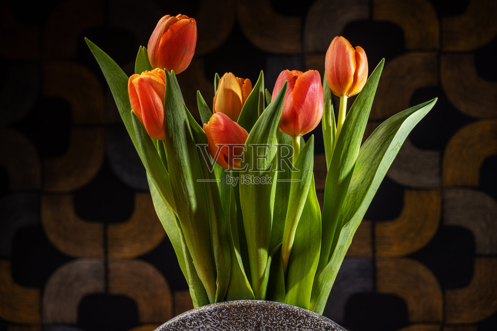 郁金香照片摄影图片