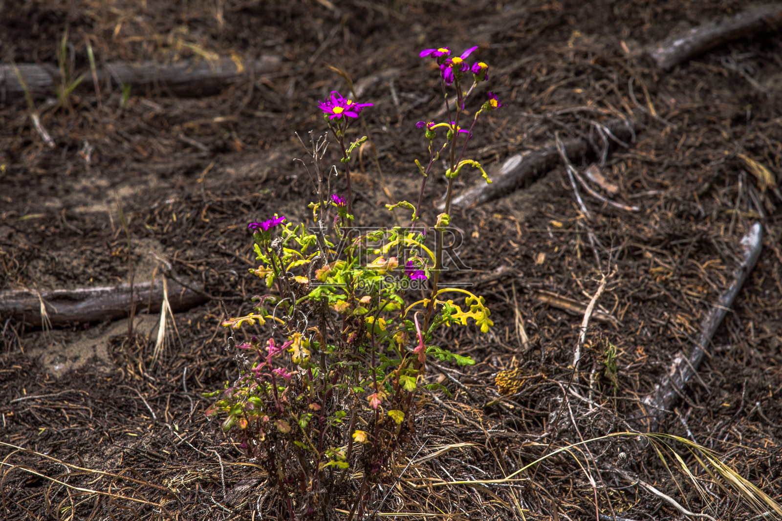 沙丘上的博德加湾露营照片摄影图片