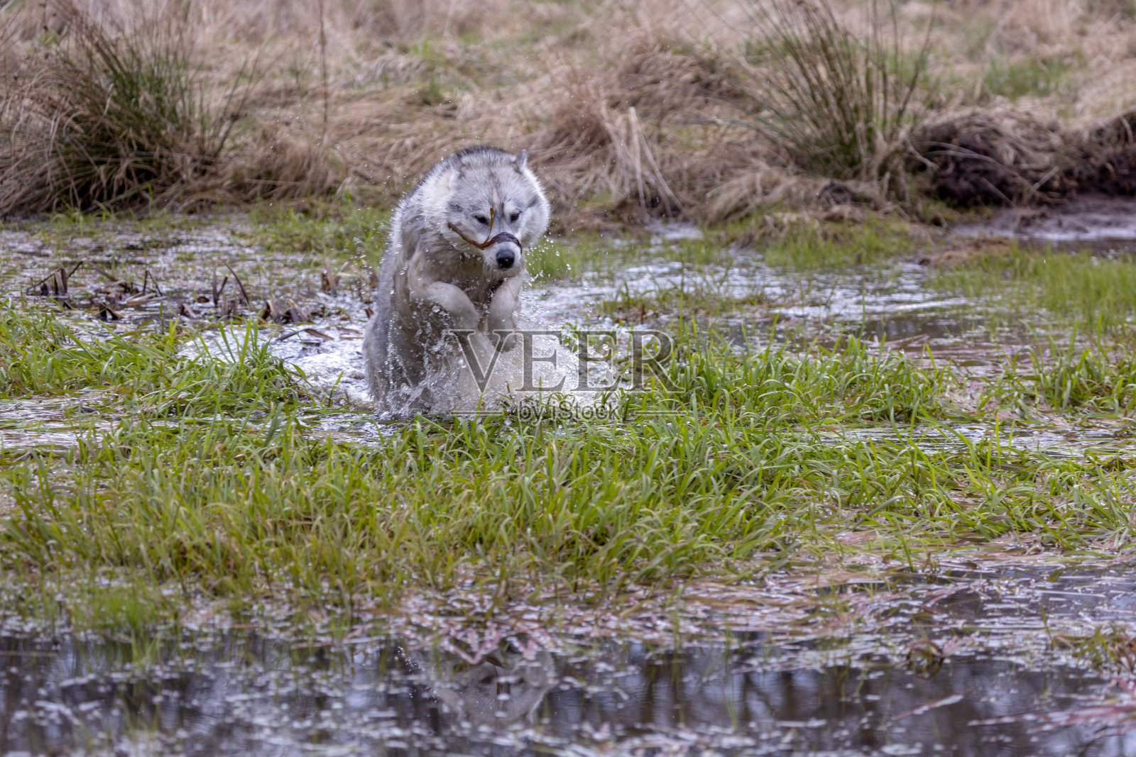 哈士奇西伯利亚狗(或狼)在水里边玩边移动。白天，冬天没有雪。自然光，没有人。照片摄影图片