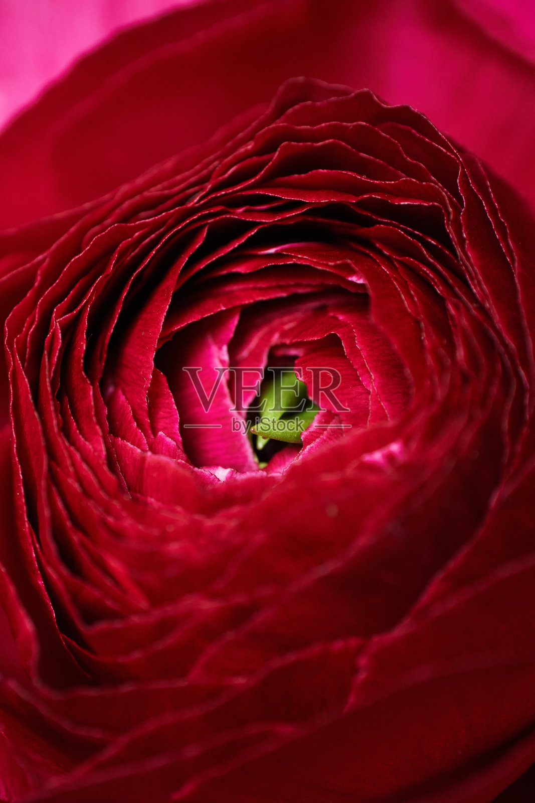 美丽新鲜的红色毛茛花瓣特写，垂直照片照片摄影图片