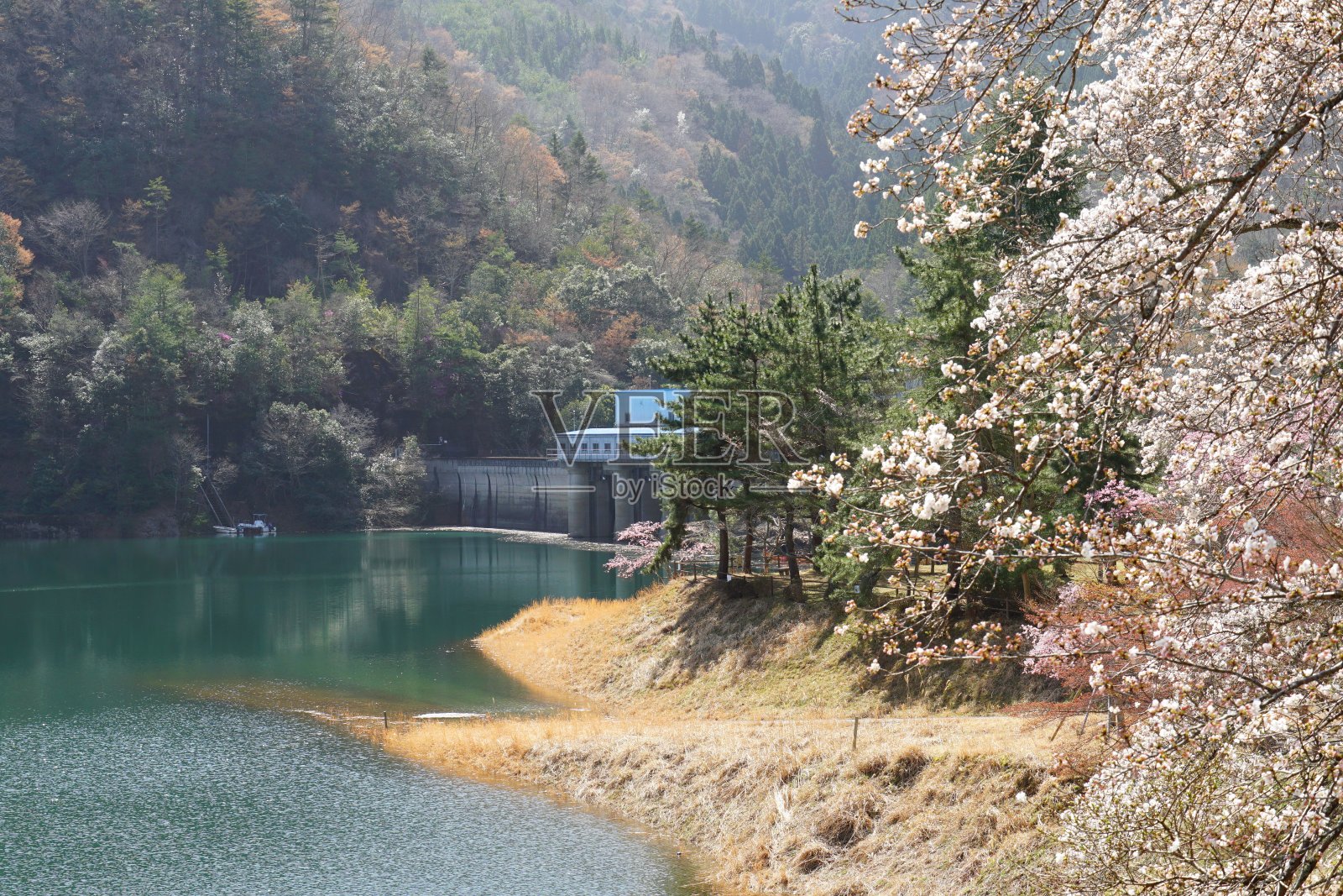 大坝和樱花照片摄影图片