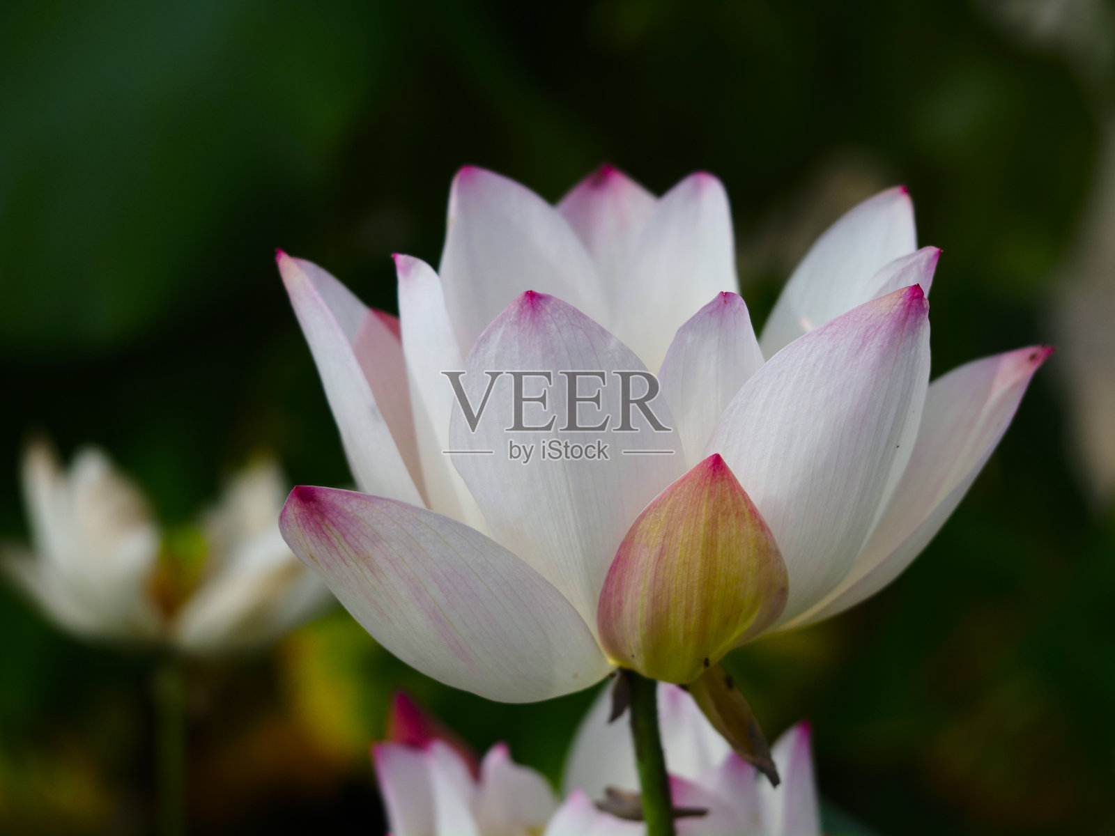 浅粉色莲花形象照片摄影图片