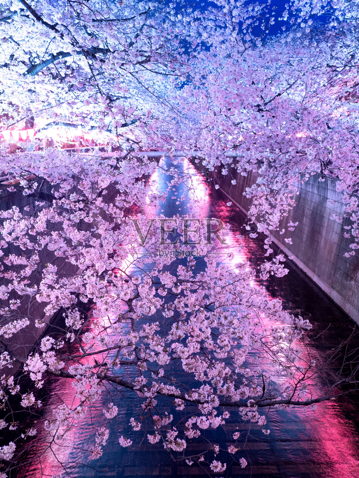 日本东京，目黑河上的夜樱花照片摄影图片