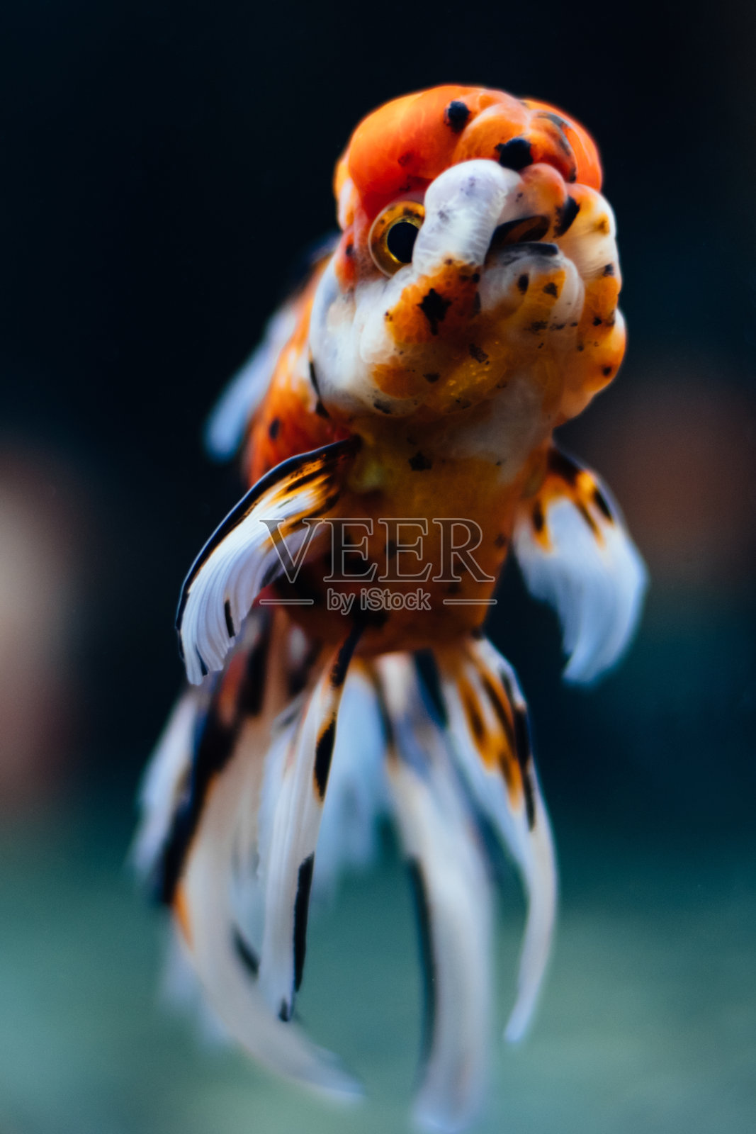 金鱼照片摄影图片