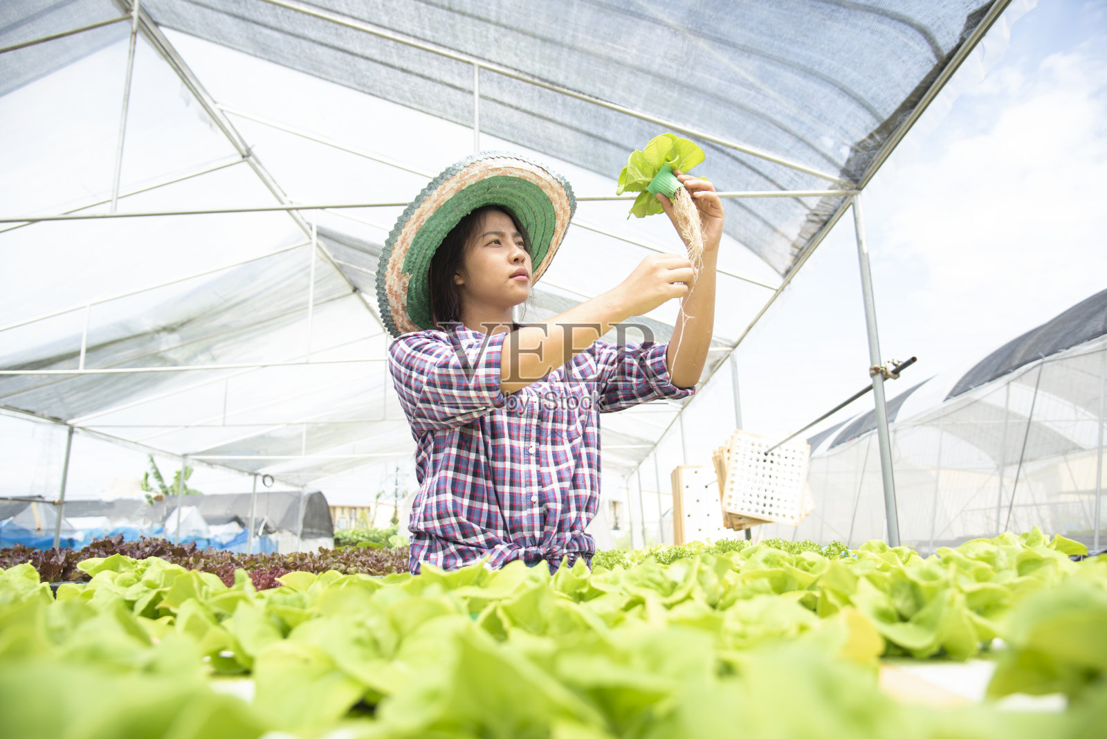 早上，年轻的亚洲女农民从水培农场收获蔬菜。有机新鲜蔬菜，农民在温室水培蔬菜园工作。水培农业系统照片摄影图片