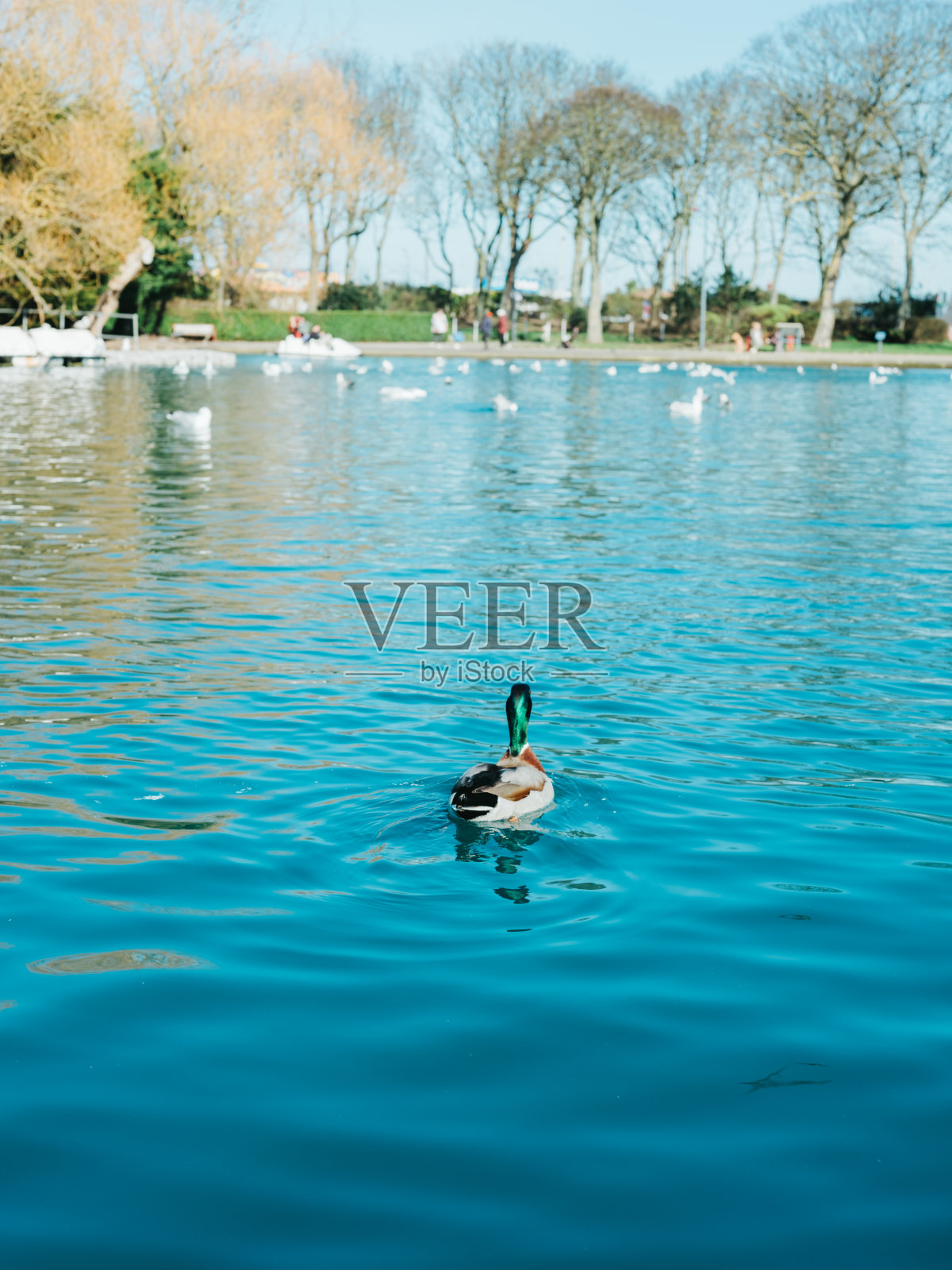 一只鸭子在湖里照片摄影图片