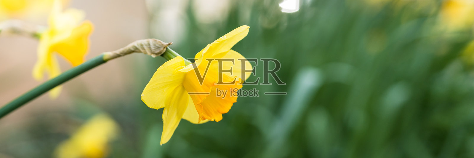 开花的水仙花照片摄影图片