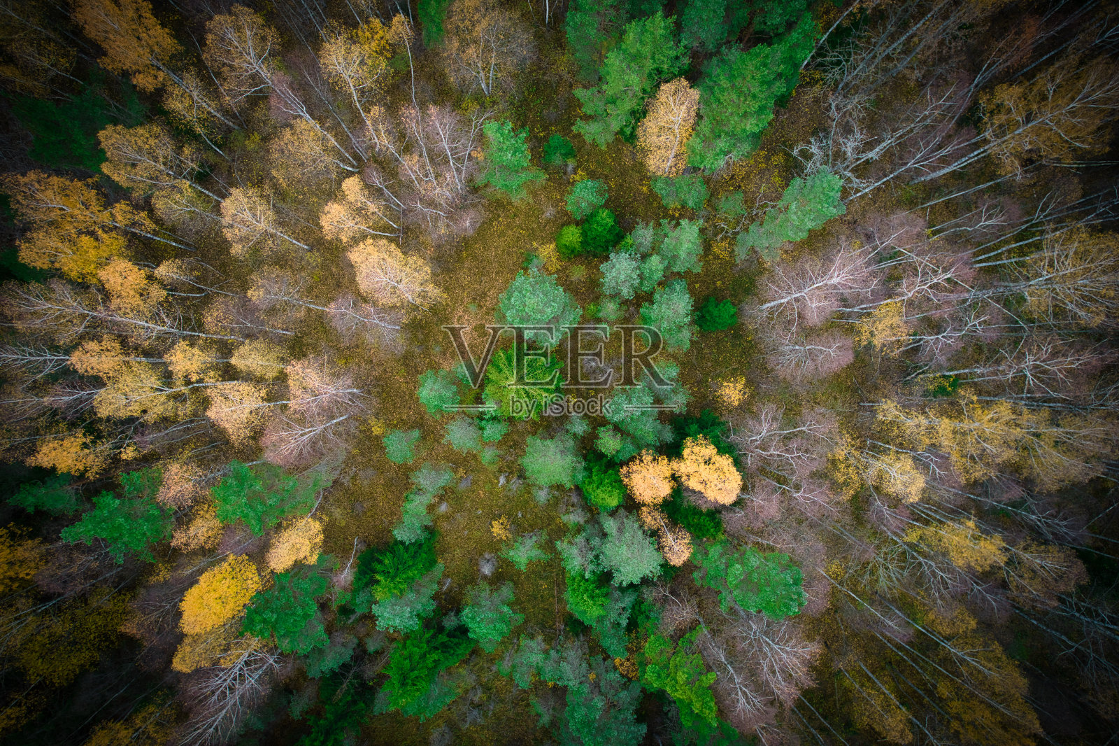 正上方是秋天的森林照片摄影图片