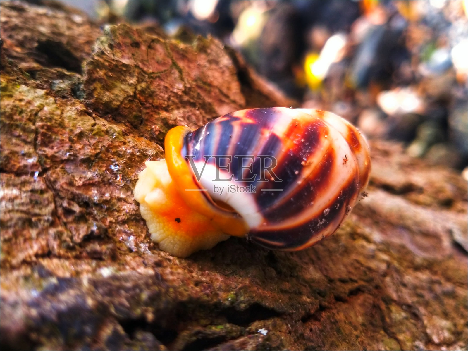 漂亮的小蜗牛在树上走照片摄影图片