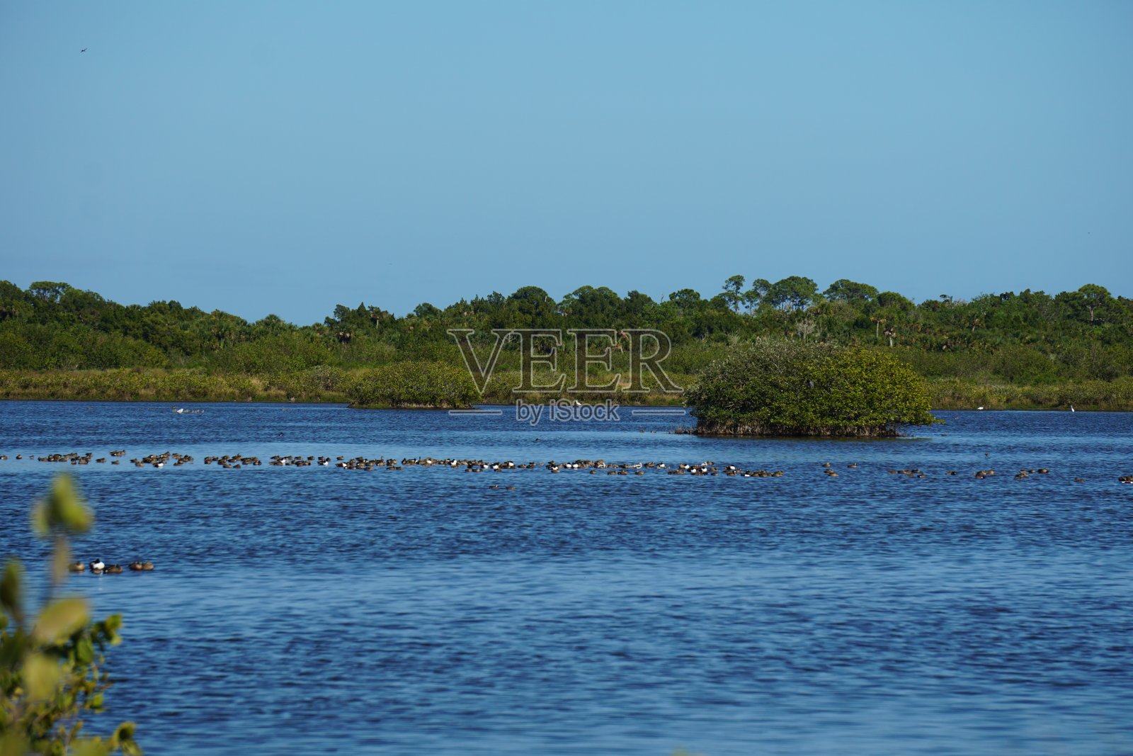 佛罗里达州梅里特岛上的水鸟景观照片摄影图片
