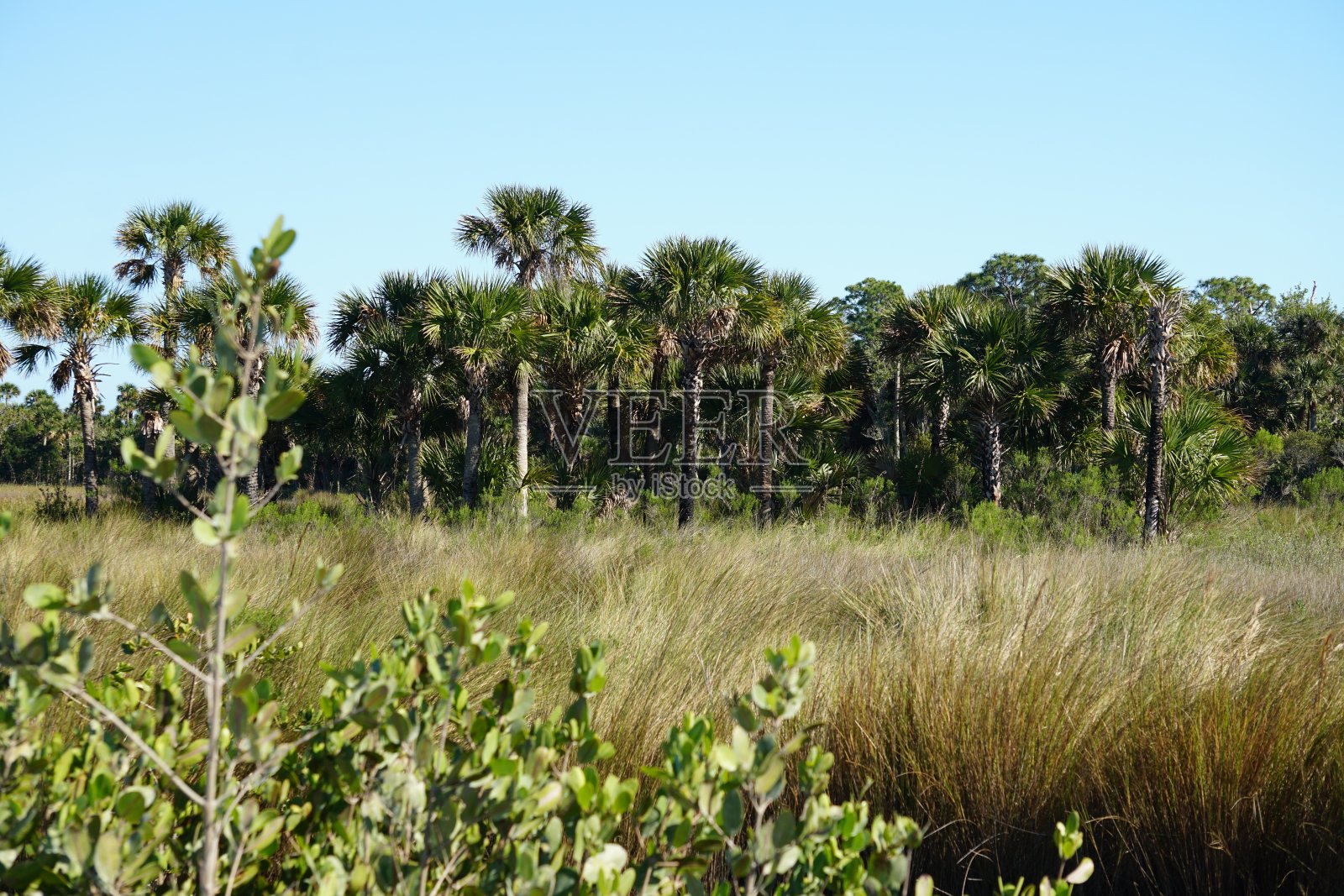 棕榈树景观照片摄影图片