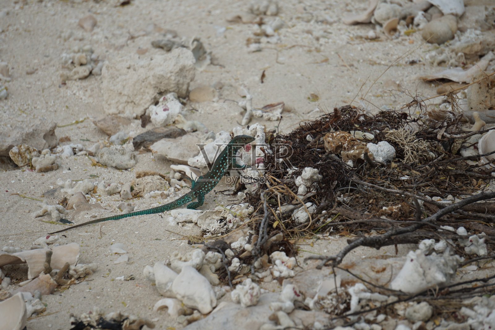 阿鲁巴鞭尾蜥蜴照片摄影图片